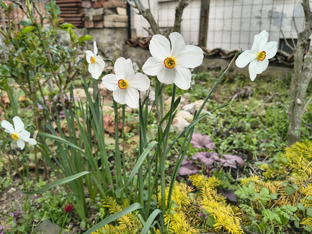 narcissus2.jpg