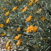 IMGP0098