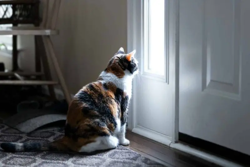Why Cats Perch at Closed Doors Without Entering