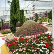 Agro Market25