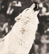 White-Wolf-Howl-GIF.gif