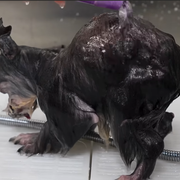 dirtygremlin