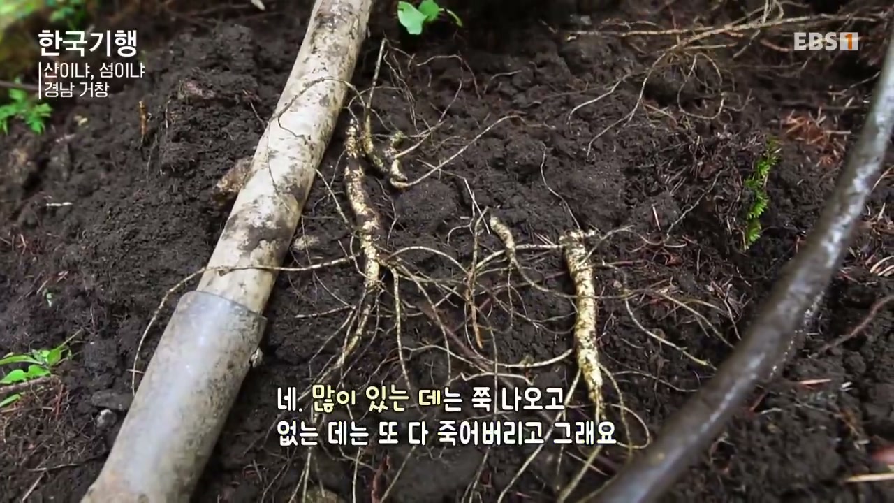 한국기행 경남 거창 산양삼 추가 캡처 2