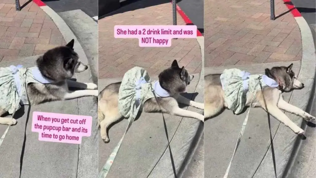 Husky’s Floral Frock & Furious Protest