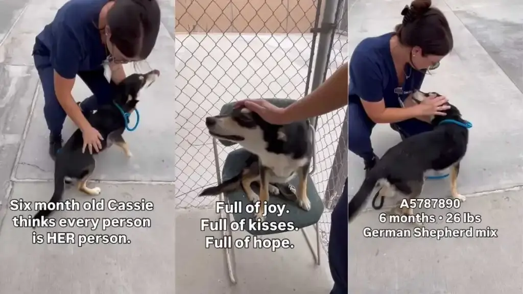 Six-Month-Old Shelter Pup Cassie Wins Hearts, Awaits Forever Family