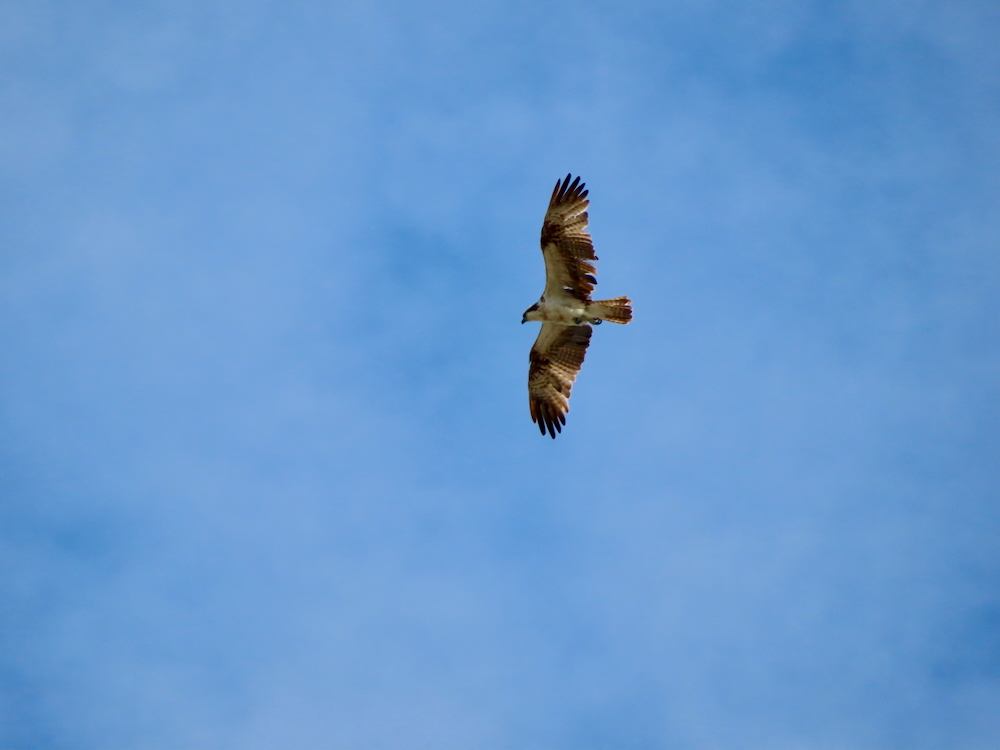 30+ лет в США. Заметки русско-американского пенсионера.