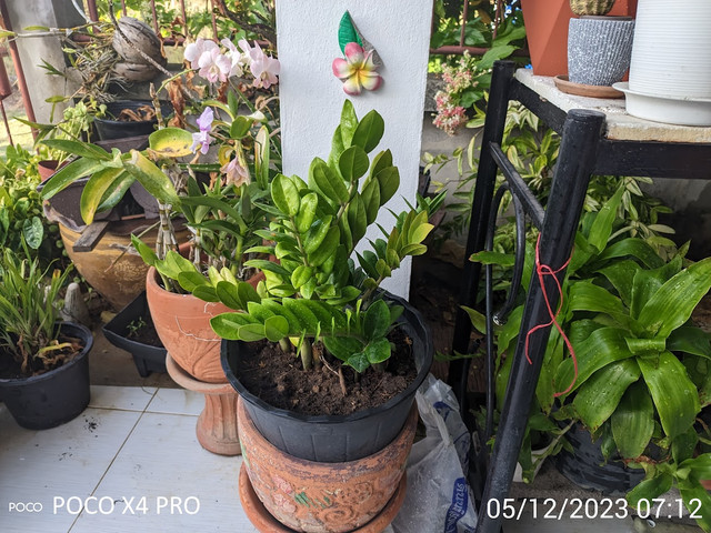 PXL-20230512-071241767-MV