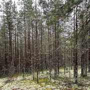 IMG 5253