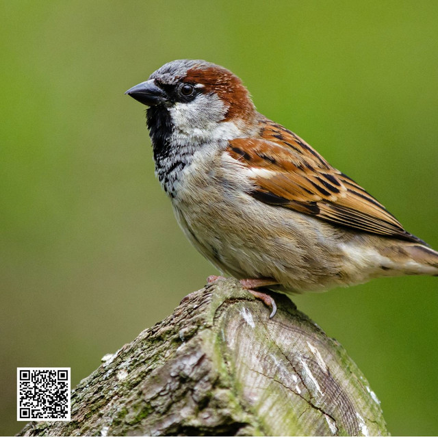 Urbanization has significantly reduced traditional sparrow nesting spaces by replacing open land with concrete structures. Loss of green areas, increased pollution, and modern building designs limit safe nesting options. As a result, sparrows of Pennsylvania increasingly struggle to adapt, relying on shrinking urban gardens and modified habitats for survival. To know more visit here https://wildbirdguide.com/local-birds/american-tree-sparrow/