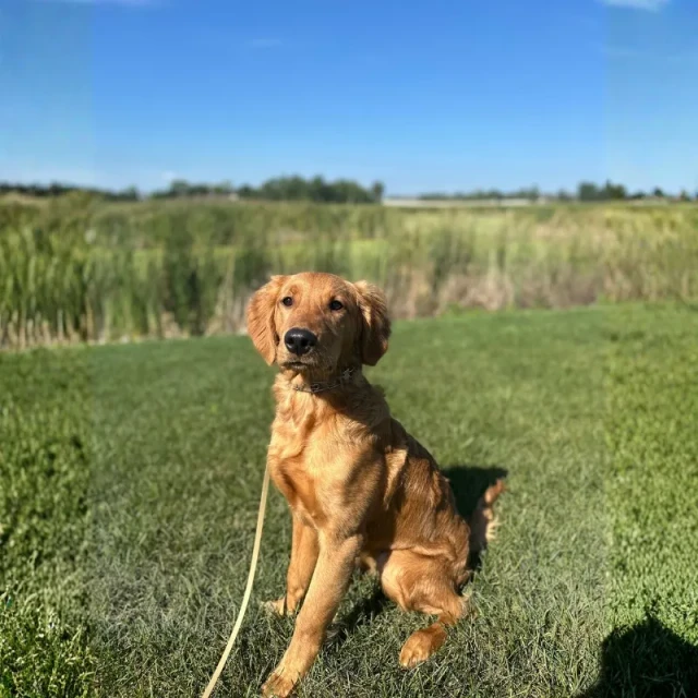 Dog learning commands during training at Meadow Ridge