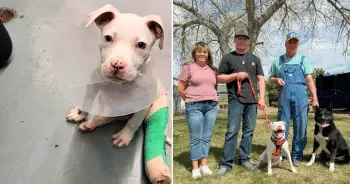 Puppy's Second Chance Relies on Big Village