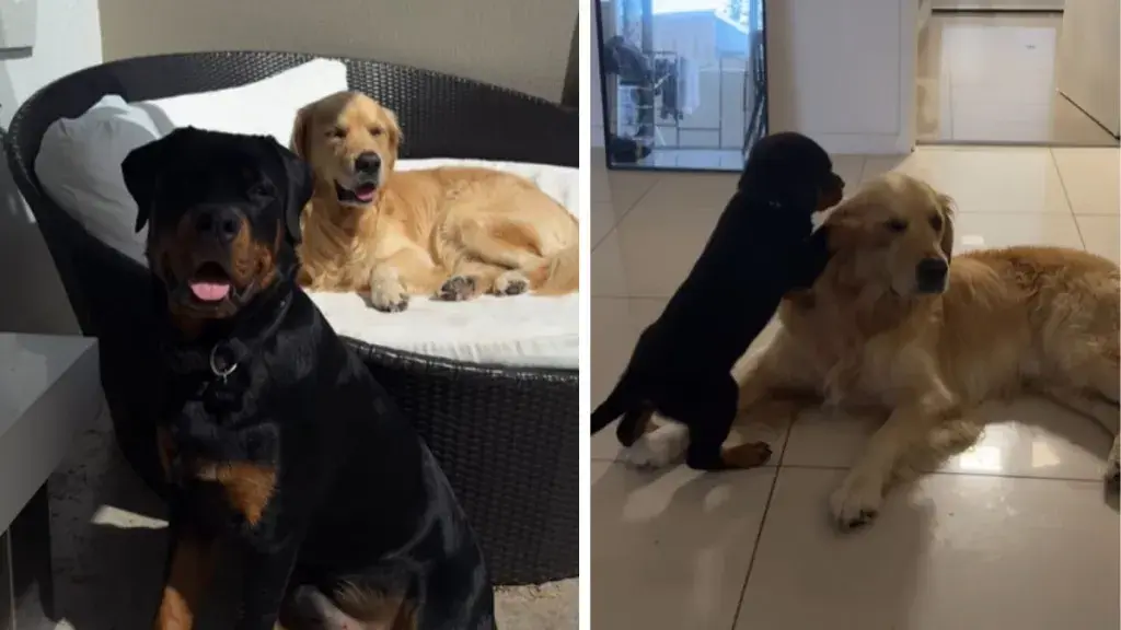 Giant Cuddlebug Born from Gentle Giant's Patience