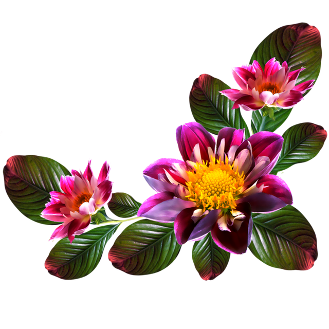 Adobe Stock 546246012.png
