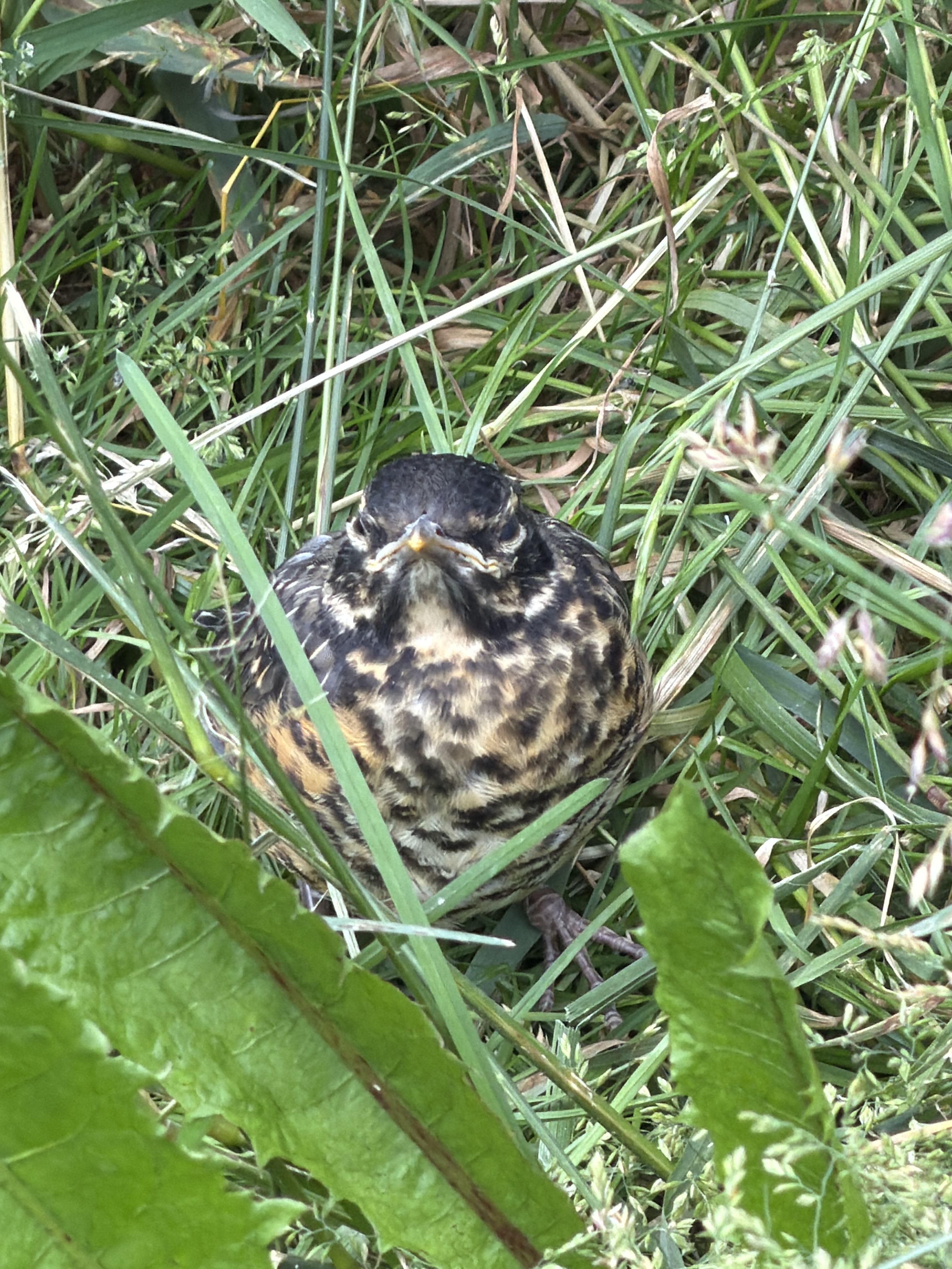 最近認識された鳥の写真