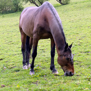IMGP0133