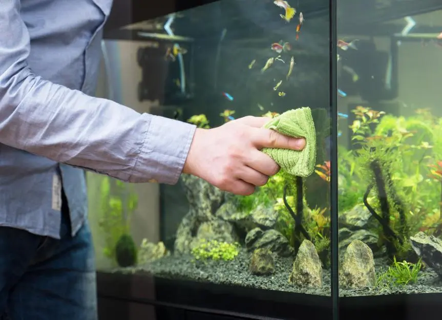 Keeping Your Aquarium Sparkling Clean