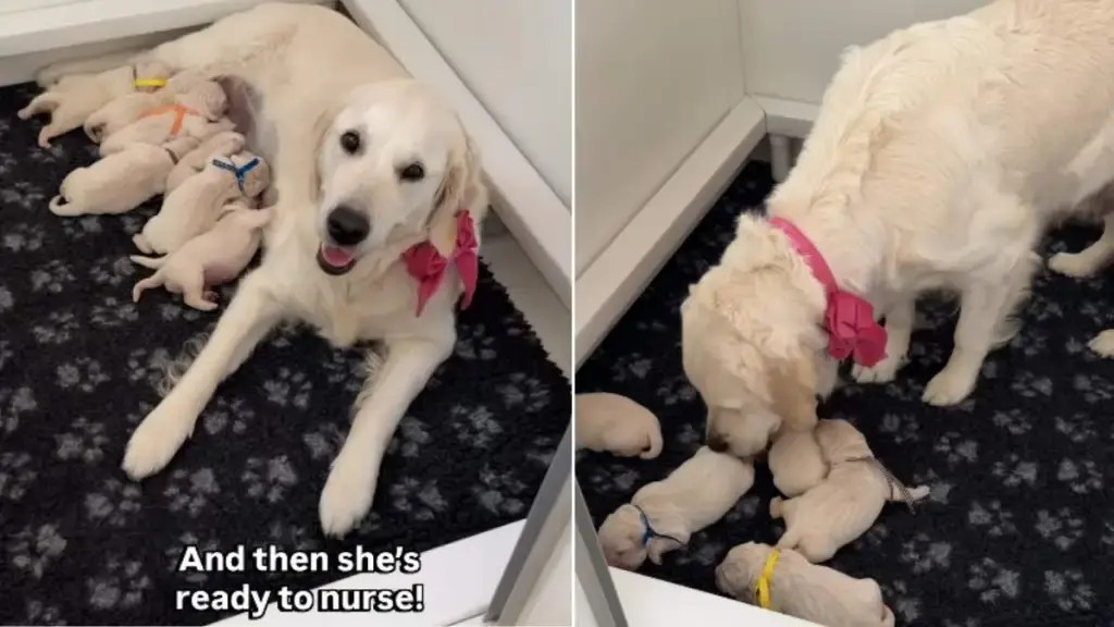Mama Golden Retriever Tenderly Cares for Her Puppies