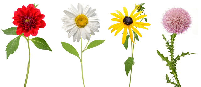 shutterstock 525420337.jpg