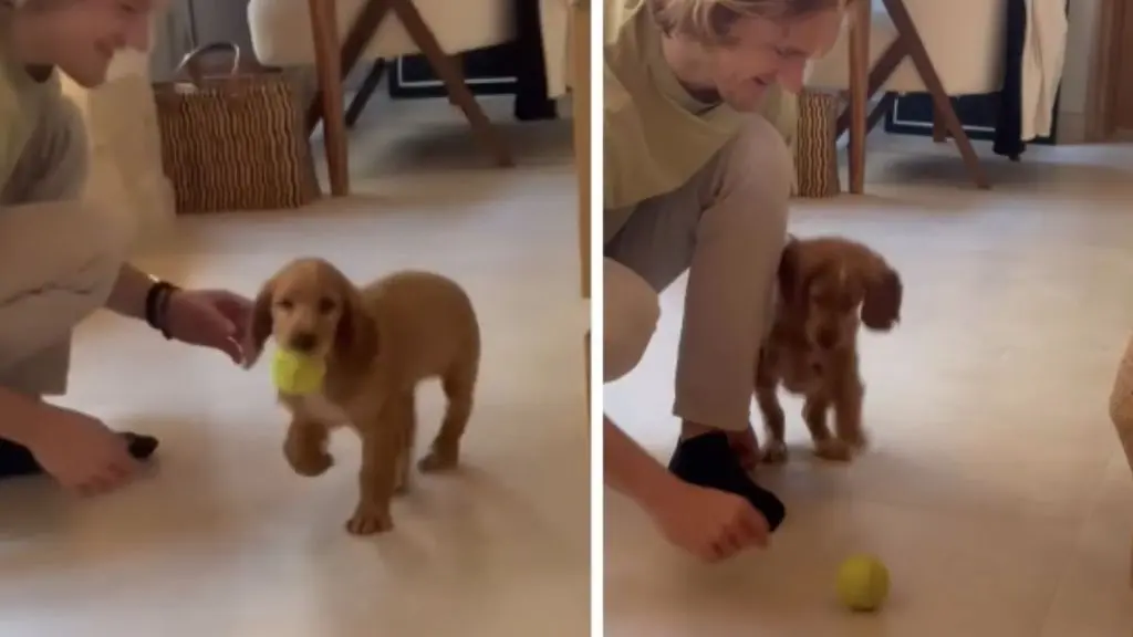 Puppy's Unlikely Friendship with Tennis Ball