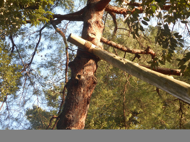 tree2 (japan)