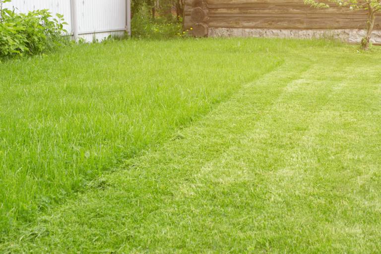 Pelouse verte dense obtenue après l'engazonnement d'un jardin