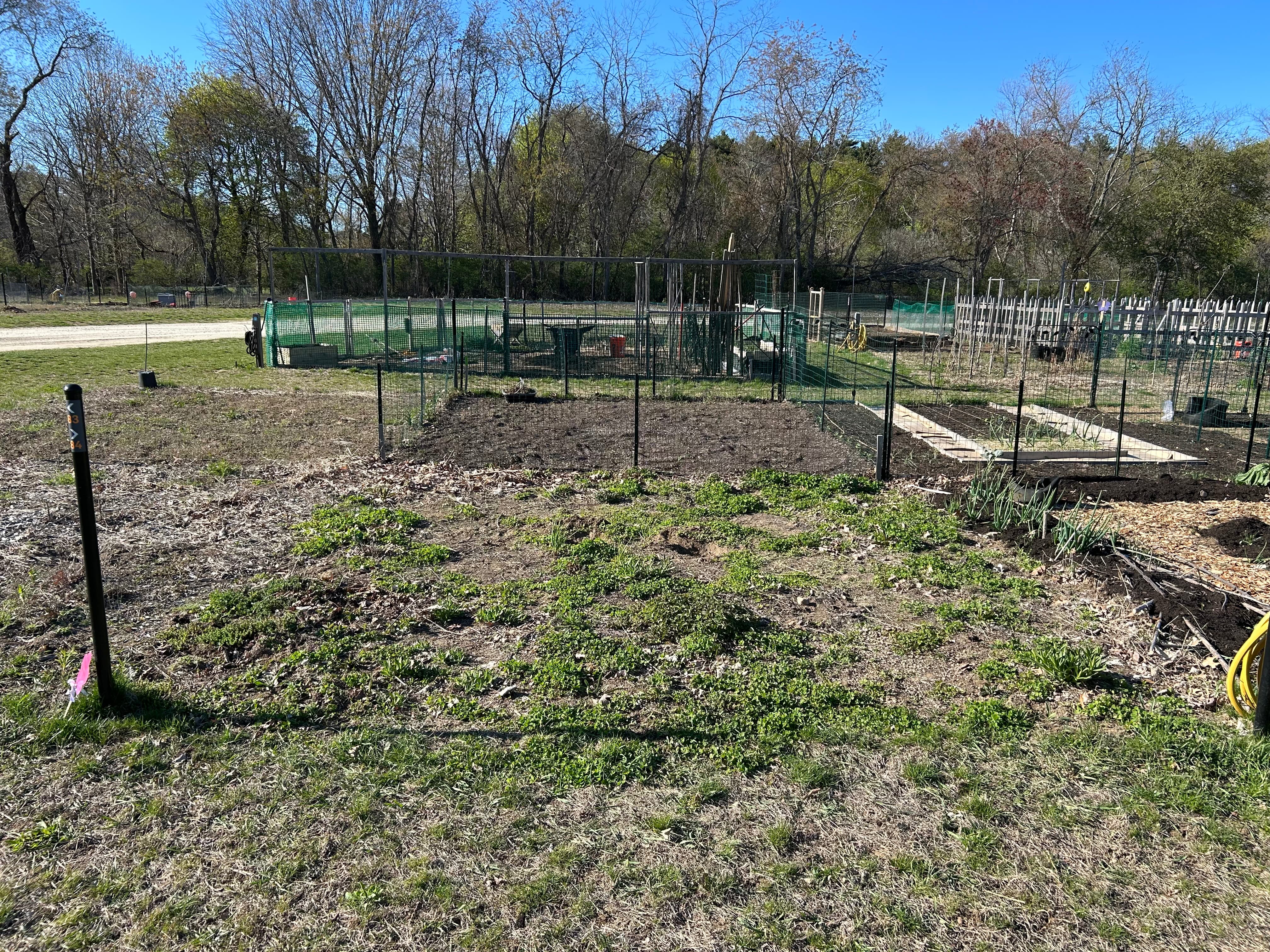 Early spring garden