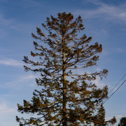 DSF5386
