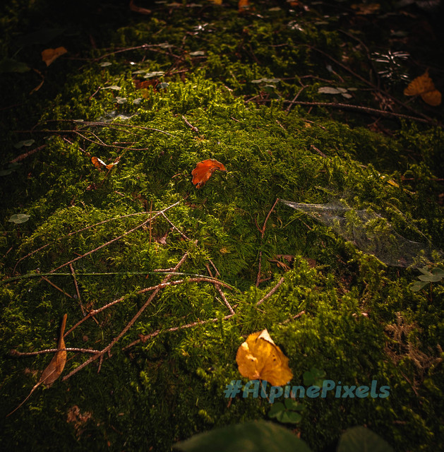 20231011-Alpine-Pixels-47.jpg