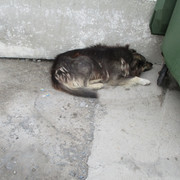 IMG-6594