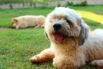 Essential Nutritional Support for Growing Lhasa Apso Puppies
