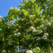 IMG 0409