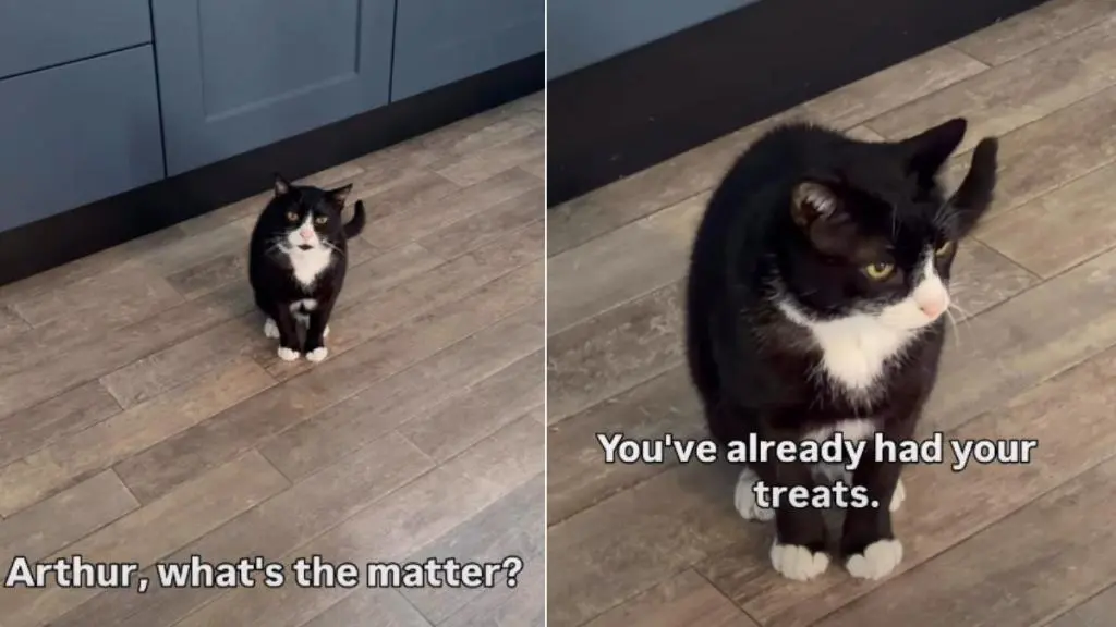 Cat Erupts After Owner Sleeps In