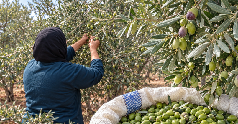 وفرة الزيتون لا تضمن وفرة الزيت والقطاف المبكر يقلق مزارعي حماة