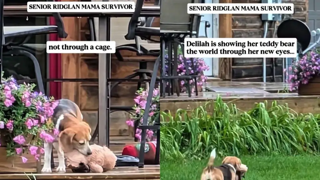 Rescue Dog Shows Off New Life to Teddy Bear