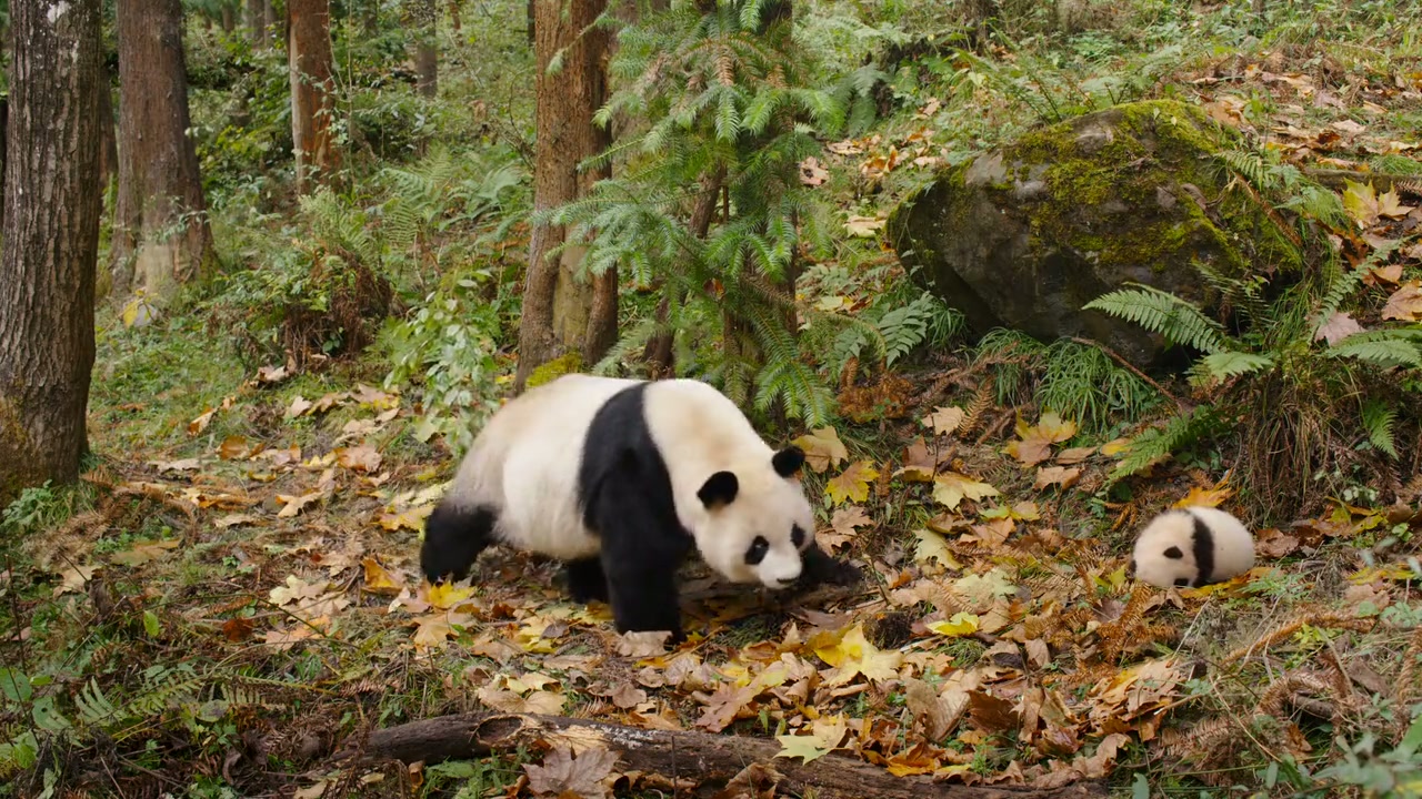 Born in China Screenshot