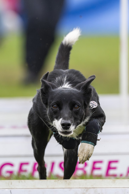 Flyball