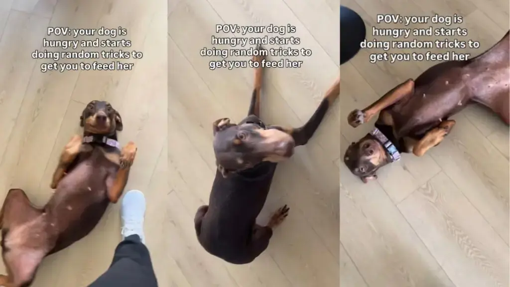 Hungry Doberman Tries Every Trick to Unlock Dinner