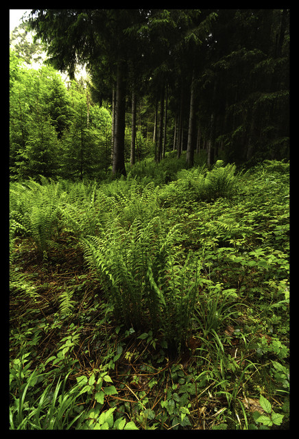 Green VI 2048px.jpg