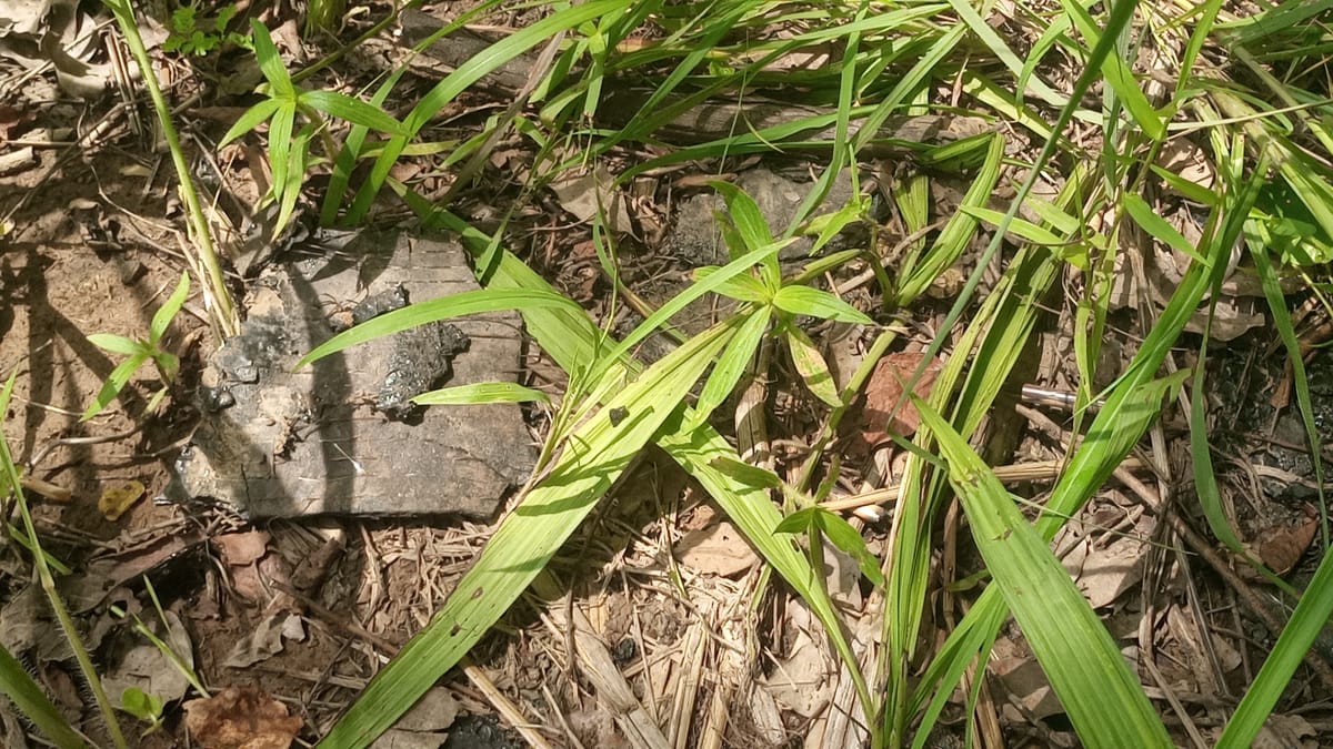 EXCLUSIVE(SAHARA REPORTERS): South-East Forests Host Months-Long Operation as Vandals Cart Away 3km of Port Harcourt-Kaduna Pipeline