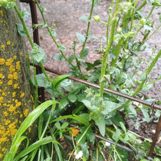 unknownweed Bottom6 25 2026.jpg