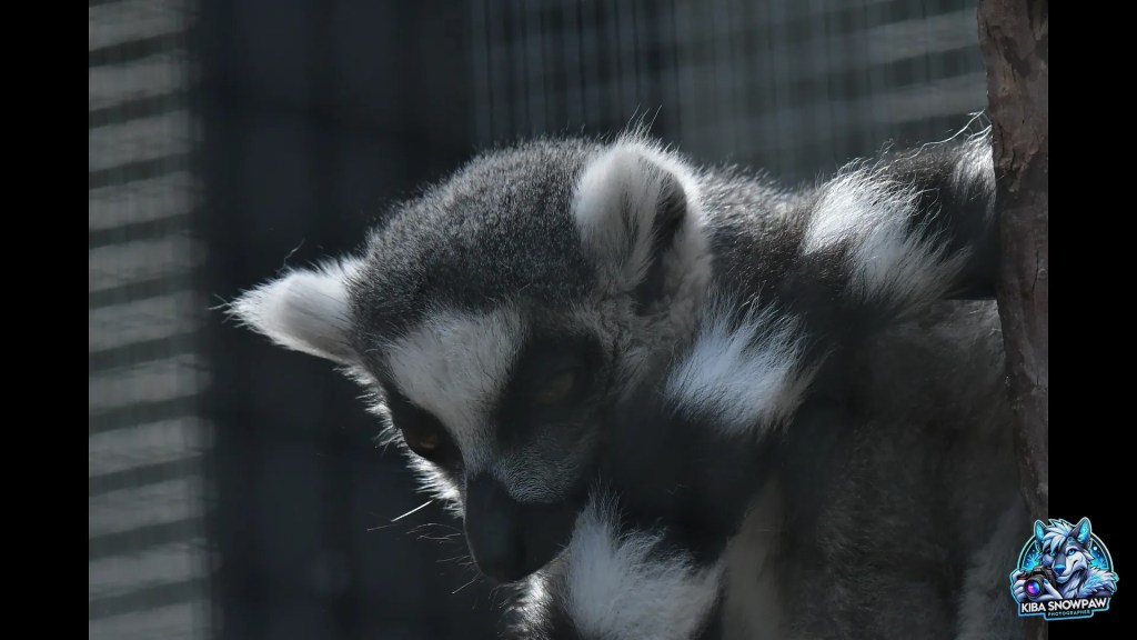 A ring-tailed lemur in a quiet moment.