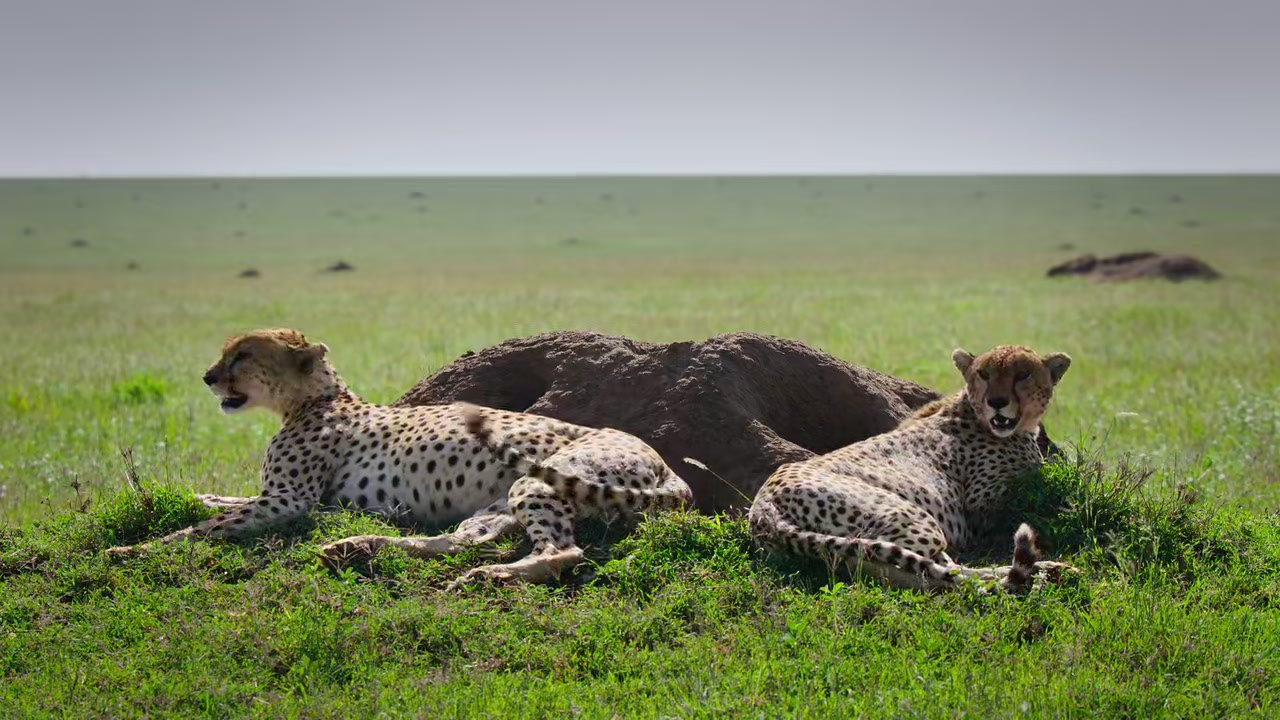 Predators Screenshot