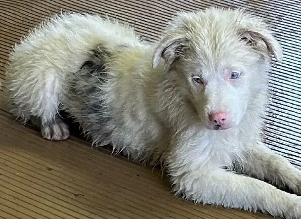 Bindi, a Deaf Aussie Doodle Puppy, Seeks Forever Home