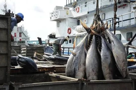 Illustration - Côte d'Ivoire : la pêche mise au repos forcé pour sauver des stocks en chute de 34 %