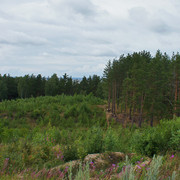 redhill-3