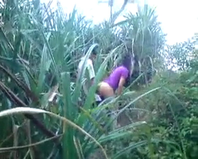 Sugarcane-t2usityb8ylz.jpg