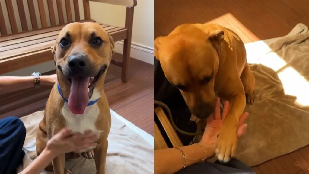 One-Year-Old Shelter Puppy Captures Hearts, Awaits a Forever Home