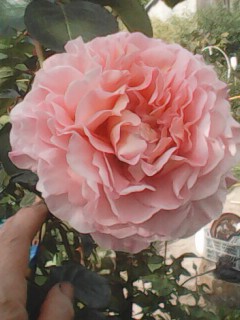 IMG0320A.jpg