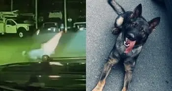 Meet K9 Adonis: The Intelligent German Shepherd Who Stole Hearts with a Single Moment