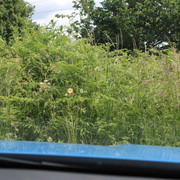 IMG 9757